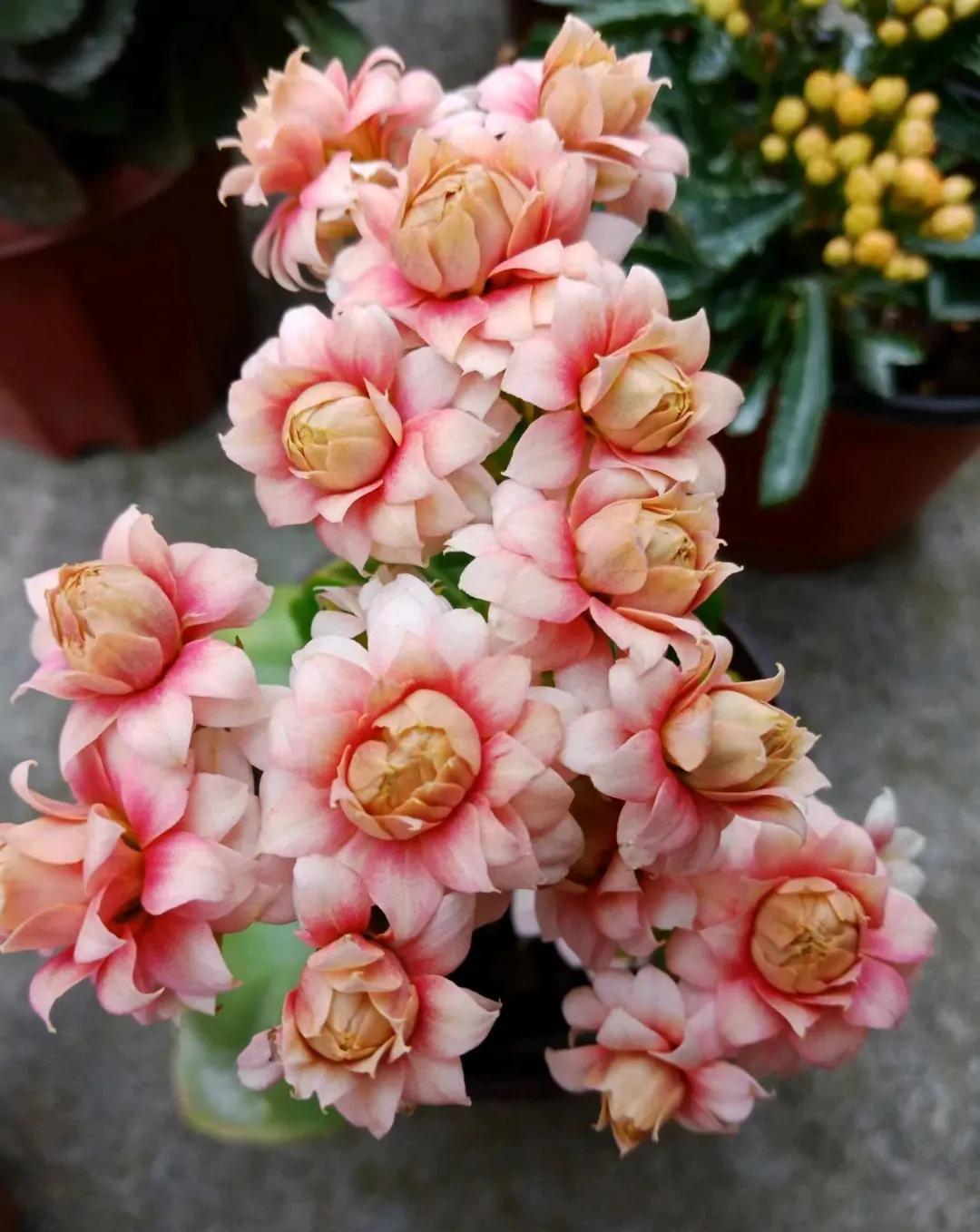 养了很多年的长寿花,它叫什么名字?