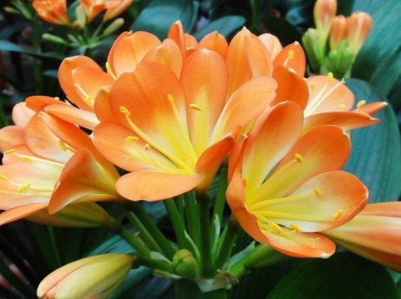 6月养君子兰,别忙着“浇水”,盆里扔“一豆”,花儿呼呼爆不停