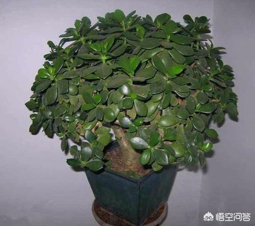 三十年的玉树，两个主干是否可以分盆？