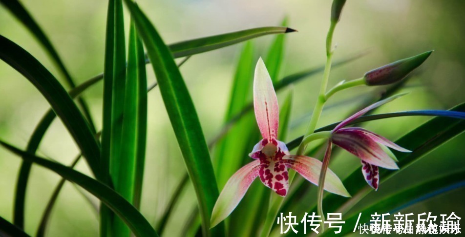 兰根|兰花烂根了怎么救活跟着一起做,立马见效!