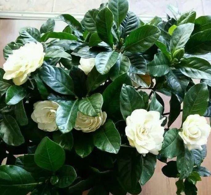 4种花漂亮又好养,比牡丹好看,花美色艳,花儿轻松开爆盆