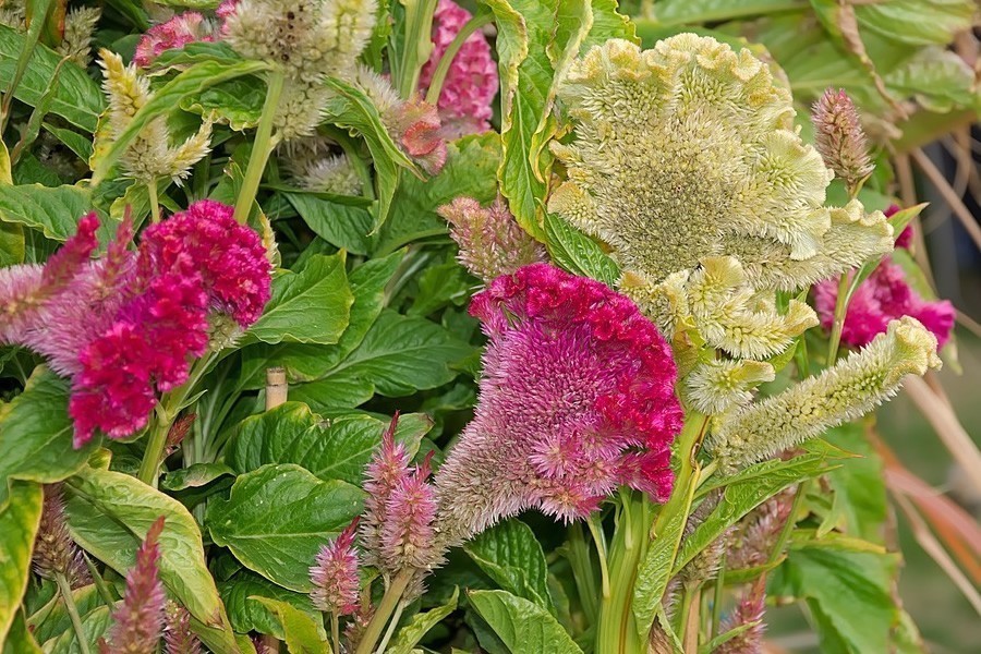 运势|9.27-10.3巨蟹座运势,凡事有明确的规划,才能防止意外情况出现