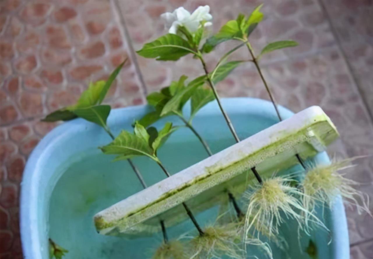 生根|扦插老失败?2个万能扦插法,插一根活一盆,简直太简单