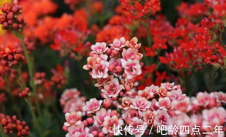 土表|长寿花出现3个“症状”,赶紧拿起剪刀,因为修剪才能“保命”