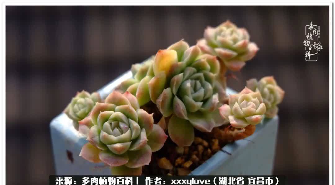 时光匆匆,一闪而逝,这世间万物的美,都值得被记录!