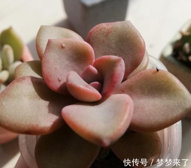  爱多|爱多肉，爱生活，心情自然好