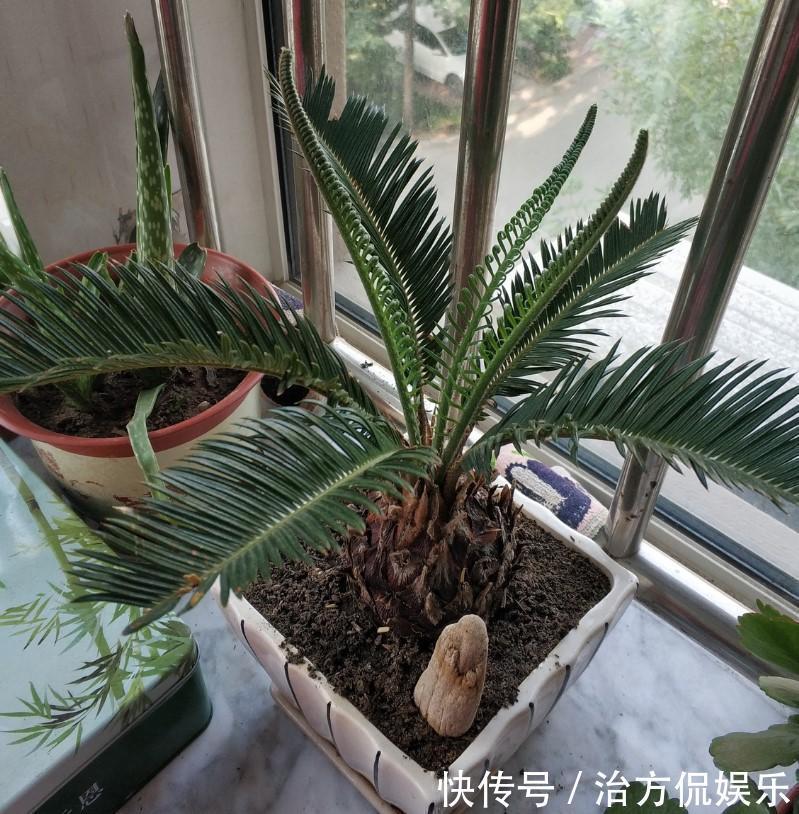 绿萝|5种大型花原来是个酒鬼，每周灌点酒，喝完马上绿油油！