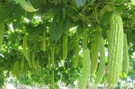 苦味素|夏天最适合吃的食物,解热祛暑,降脂减肥,防癌,你们都知道吗?