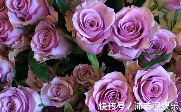 寓意|大家见过“海洋之歌玫瑰”吗柔和典雅，古典清幽，颜值高寓意好