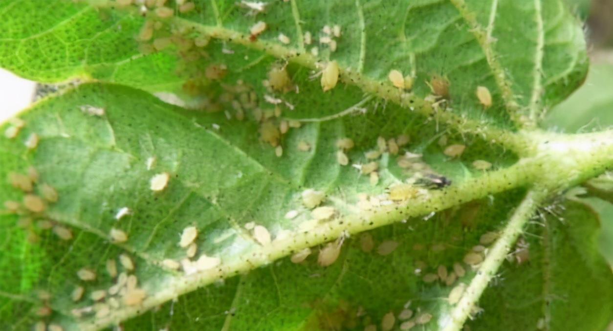 春日养花,常见这些“害虫”该怎么治疗?用它就不用喷药