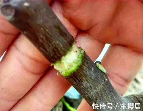 高压|扦插无花果,2种“技巧”,15天生根成活,果实累累,甜又糯