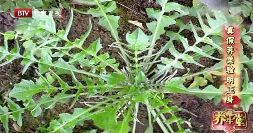 鱼肉|入春吃“护生草”，明目强骨，老少皆宜！3种做法人人爱，再不吃等一年！