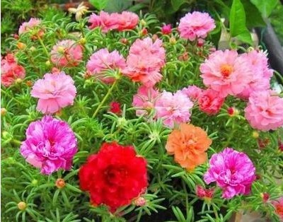 4种花，堪称“开花机器”，好养又漂亮，一年四季开花不断！