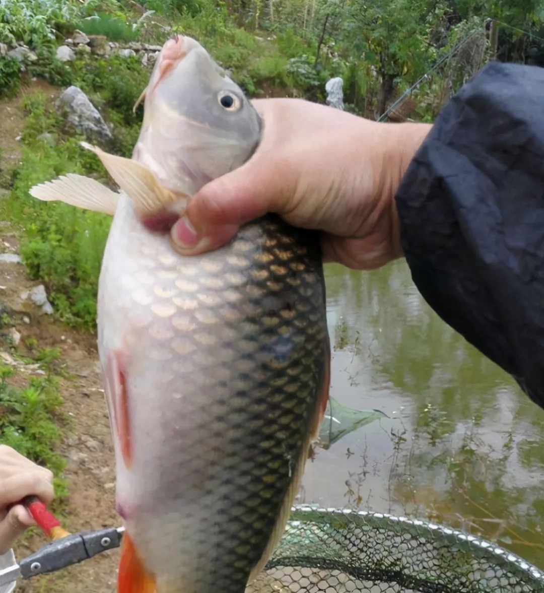 鱼情|钓鱼人的6大错误,改掉它,你离钓鱼高手又近了一步