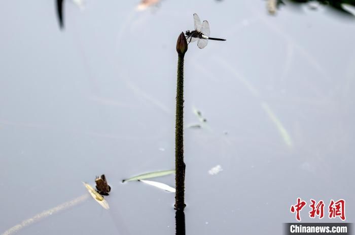 武汉|武汉荷花绽放