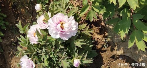 牡丹为后，芍药为妃，再像也是不一样的，教你一眼区分开来