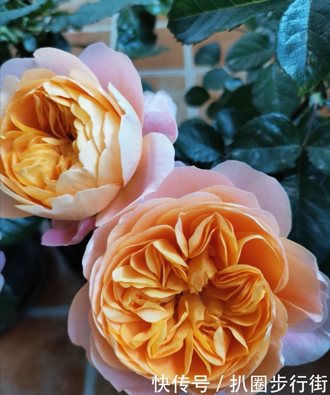 你的那些盆栽月季长得如何?