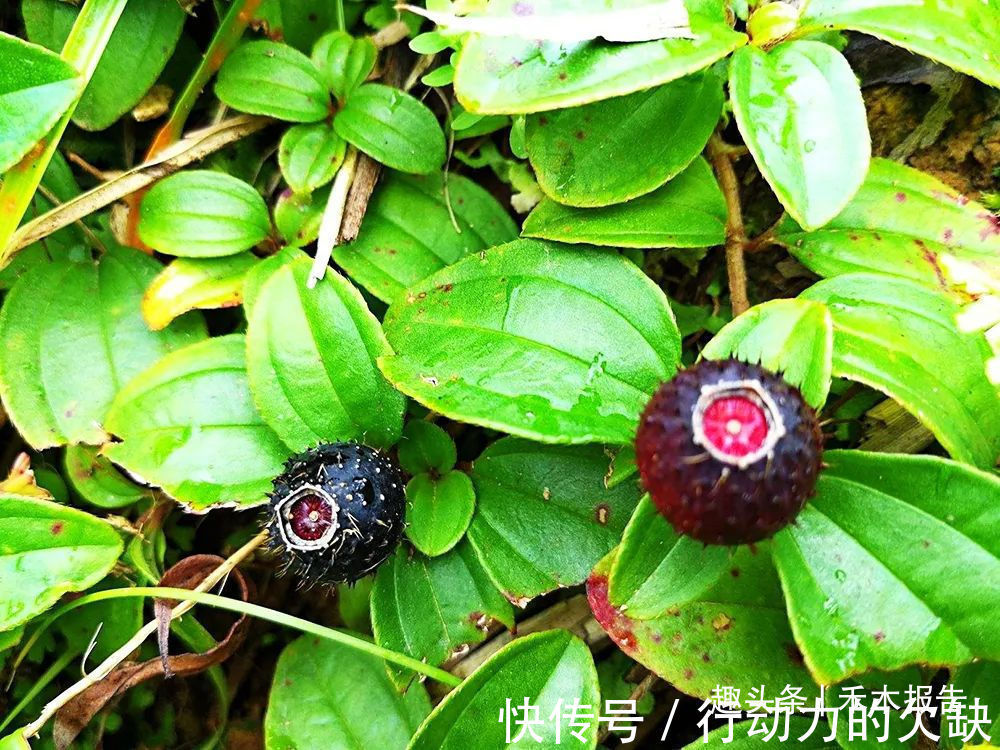 农民们|浑身是刺,吃了舌头会变黑,却是高钙野果,如今市场30元一斤