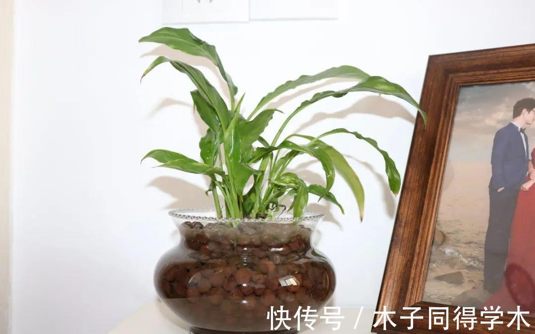 7种花,立秋后换盆,秋冬才能越养越好