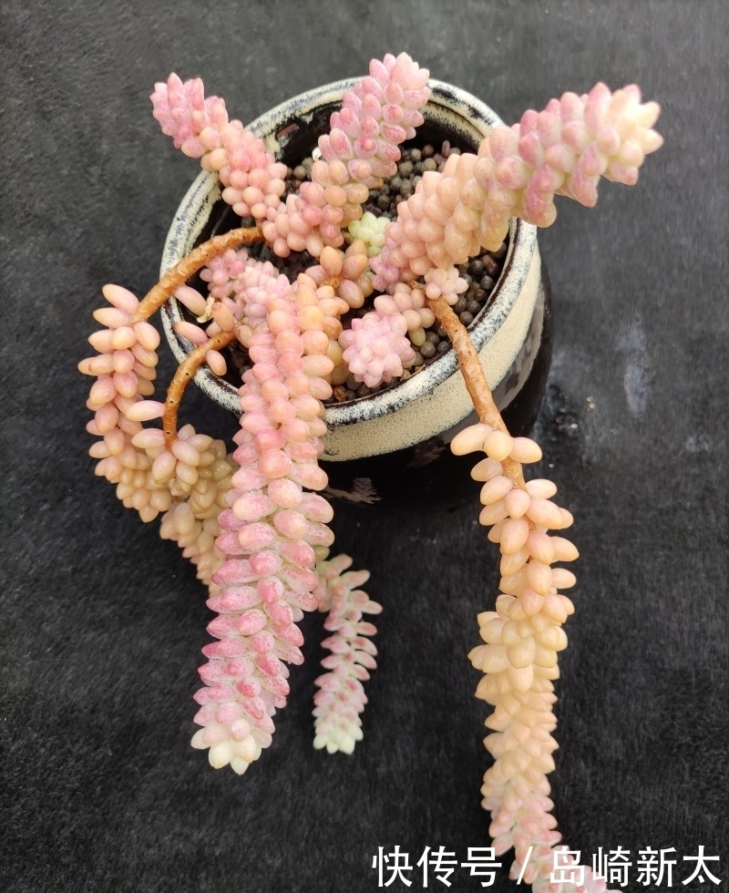 给我一块黑布，多肉走个台步