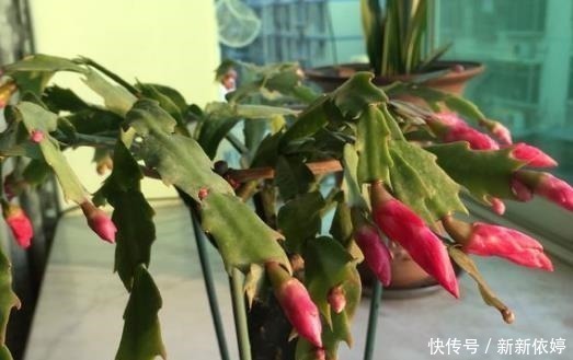 此种“溶液”浇蟹爪兰,7天“浇1次”,1盆冒出60个花苞!