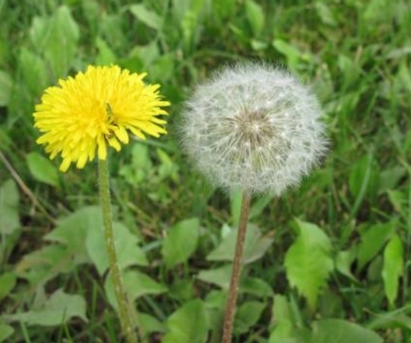 蒲公英水|农村大姐，因一壶蒲公英水，被送进医院，她犯的错你可能也在犯！