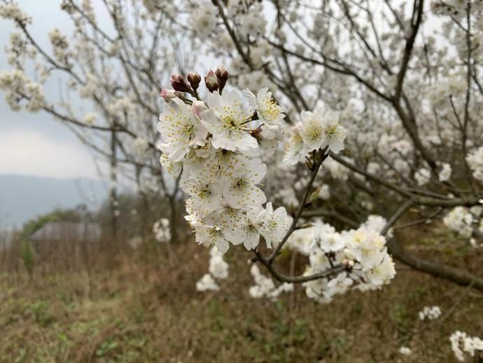 綦江花开枝头春来到 李花绽放花枝俏