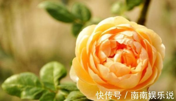 漂亮|家中养花，试试3种漂亮的花，水果花香，四季开花不断，喜爆盆