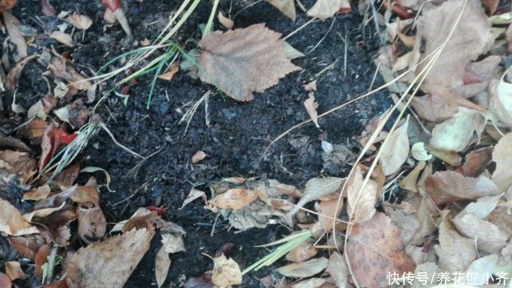 养花种菜太费土，全部购买不现实，教你3个技巧，省钱又有营养