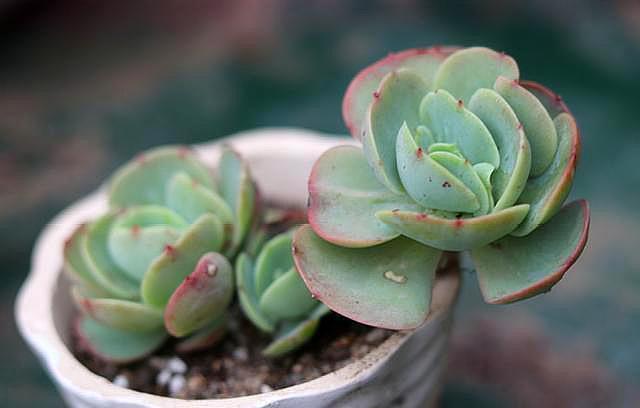 夏季养多肉,“保命”是关键,做好4要点,轻松度过“生死劫”