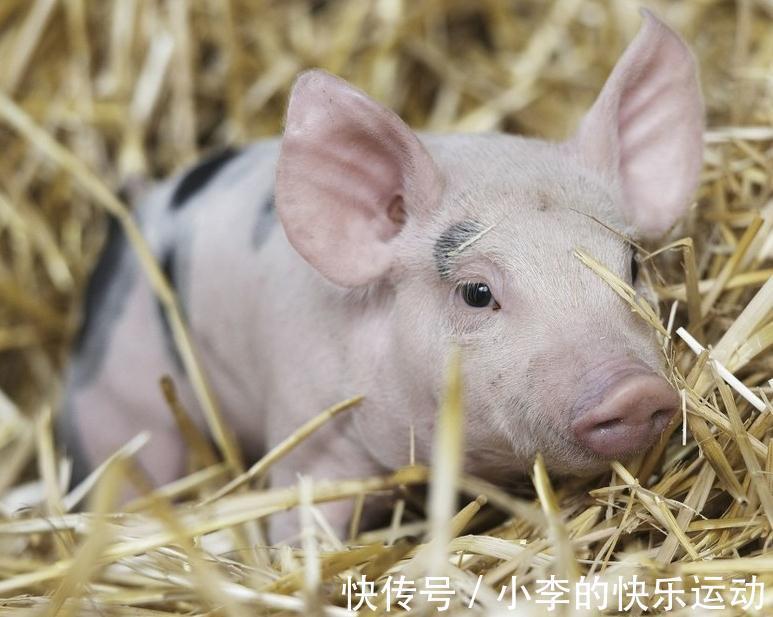 猪感冒|如何鉴别猪流感与猪感冒,他们的区别在哪里,养殖户们分得清吗