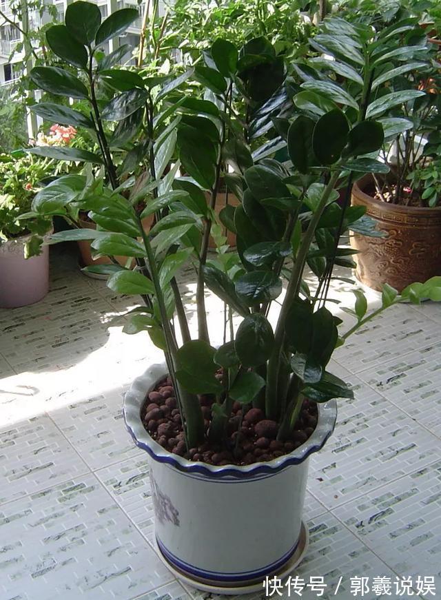 金枝玉叶|适合客厅养的5种“耐旱花”,30天不浇水也能爆盆,漂亮大气