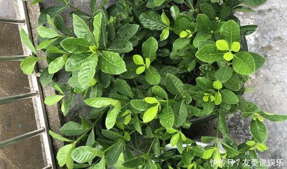 喷雾|栀子花到七月了还不开花怎么办4个催花技巧,迟来的花有惊喜