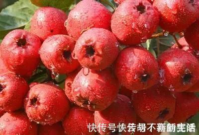 长寿老人|长寿老人最爱吃的水果,每天吃一个,防癌,促进消化,谁吃谁受益