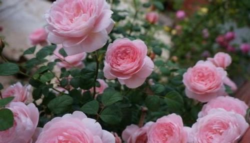  被誉为|被誉为月季中的女王，花色柔美，开花勤快，品种高贵，观赏价值高