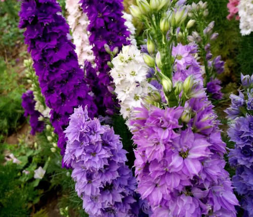 它名“大花飞燕”，花朵又大又密，一枝开100朵，好看好养
