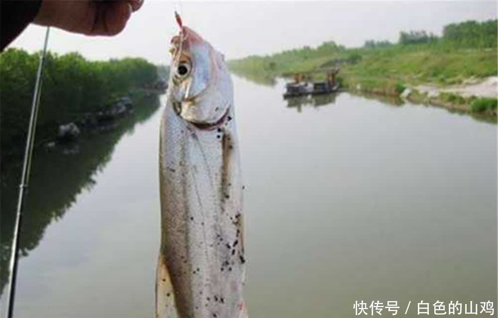 钓浮|野钓大翘嘴,不准使用泥鳅做饵料?莫着急,还有这些钓法可以用!