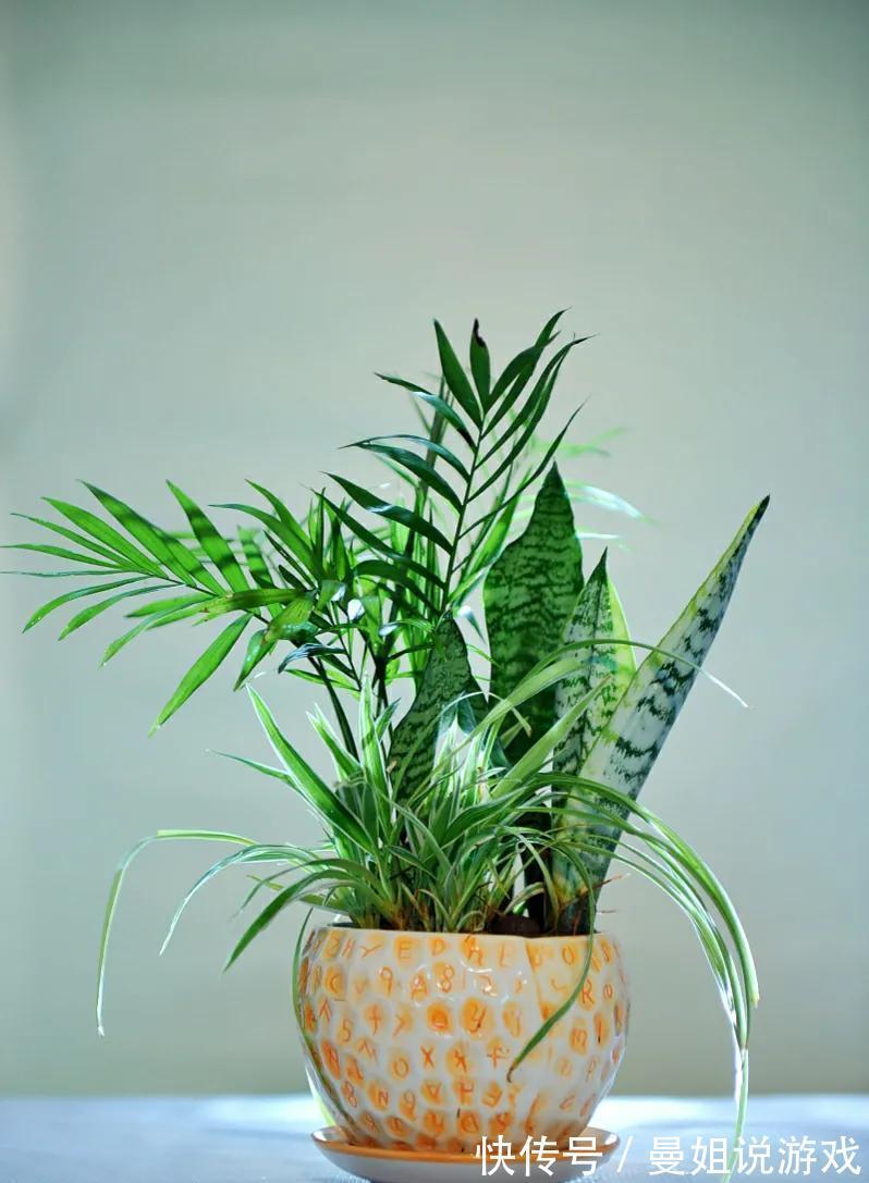 11月家里盆虎皮兰，清新空气效果好，而且漂亮又好养