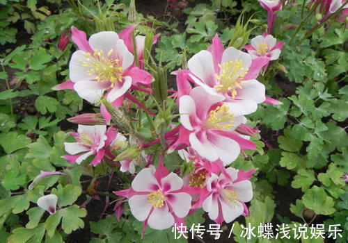 被名字耽误的8种花，好养好看开花惊艳，你最喜欢哪种？