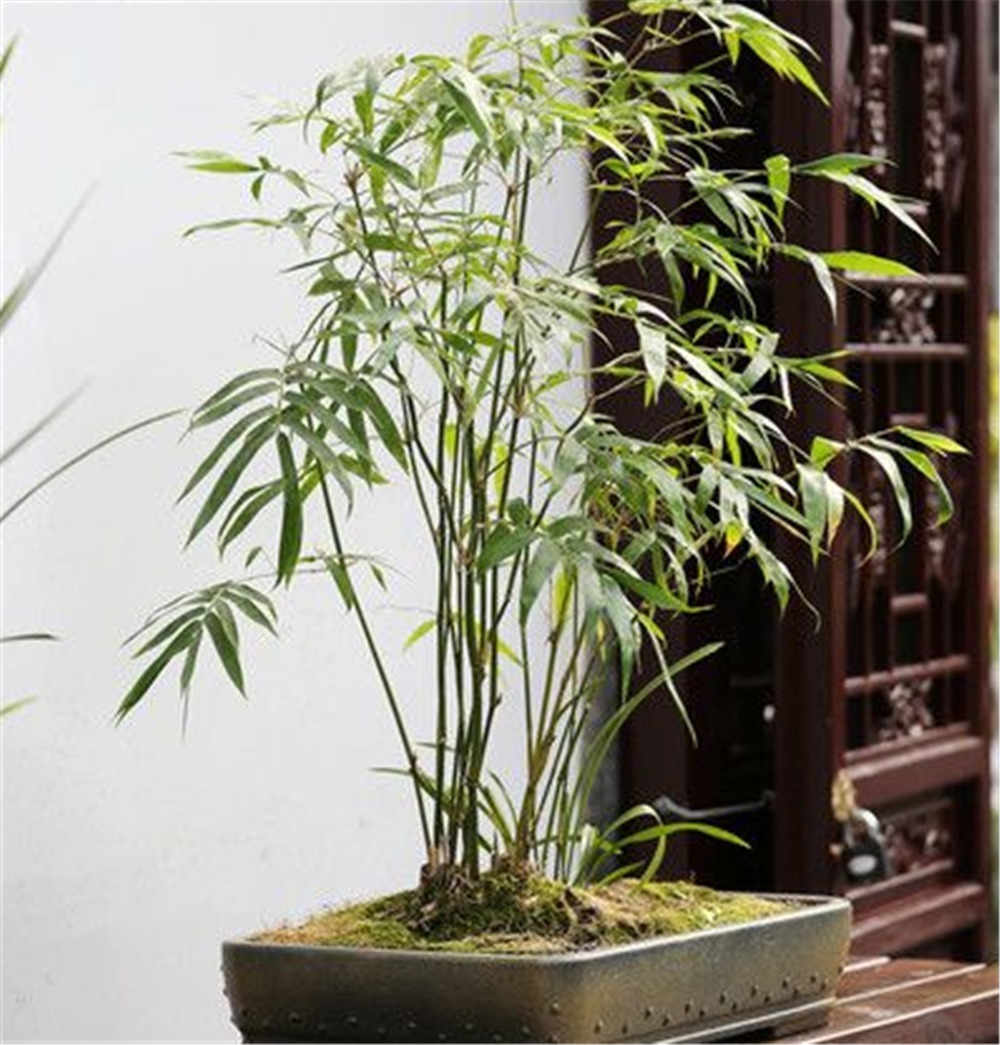 清明时节挖“野竹”，带回家“6步”做盆景，能“医俗”，可聚灵