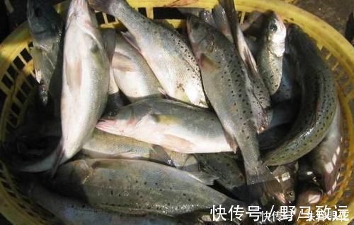 买鱼时,优先选择这6种鱼,肉多刺少营养也高,贵也要多给孩子吃