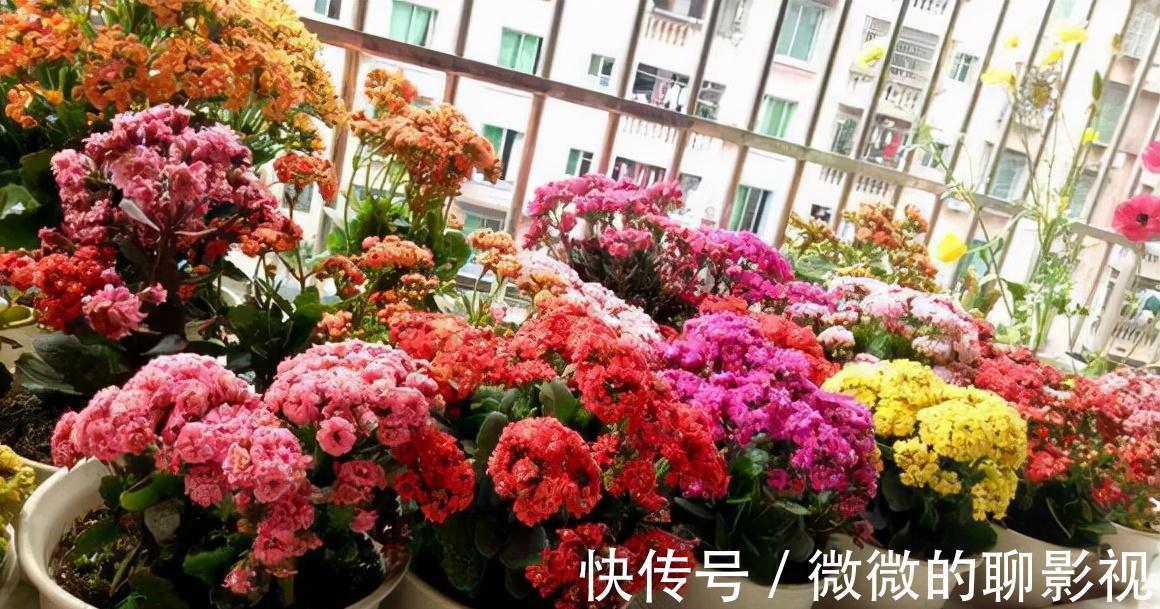 5种公认的富贵花，适合养客厅，贵气又吉祥，有钱人家都爱养