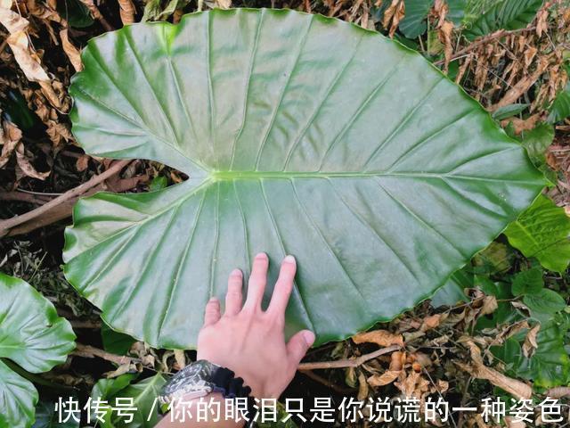 惹不起的花,叶子直径3米大,一片叶子盖住3个人