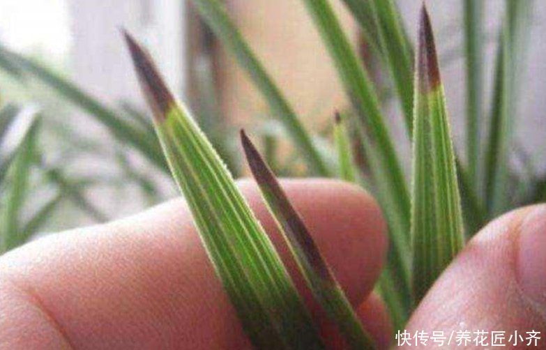 空根|兰花总“焦尖”怎么办?通过“2点”分析,找到原因才能叶子油绿