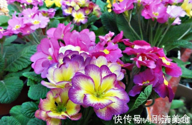 香雪兰香雪兰|邻居阳台只养3种花,开花后,惊艳了全小区,纷纷来参加!