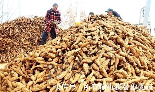 药用价值|价值堪比“人参”的中药材,被国外当垃圾,不惜花费重金清理!