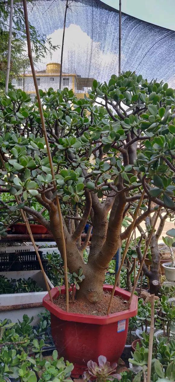 烂根|20年的玉树，10年的芦荟，枝干“胳膊粗”，是这样养成的