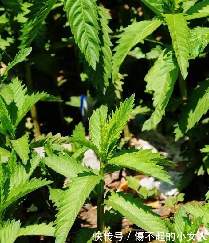 消炎止痒|野甘露,一种野生药材,能清热解毒和消炎止痒,野外遇见别错过!