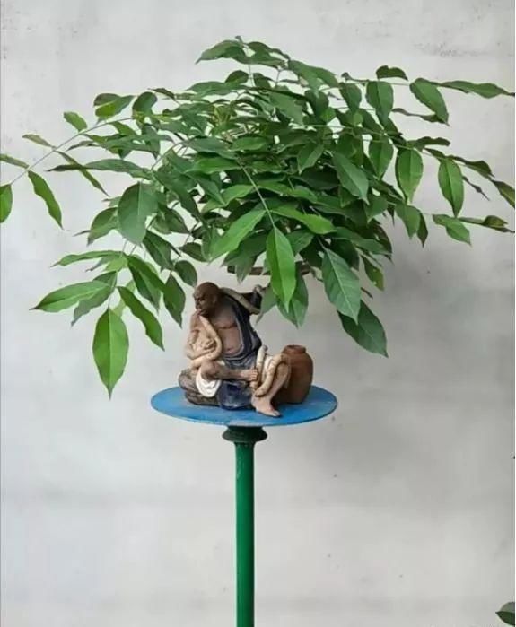 盆景玩成这样，真无语……