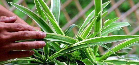 吊兰|养吊兰做好这几点，不会干尖黄叶，还能从中抽新枝